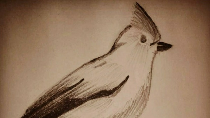 Bird and us!
