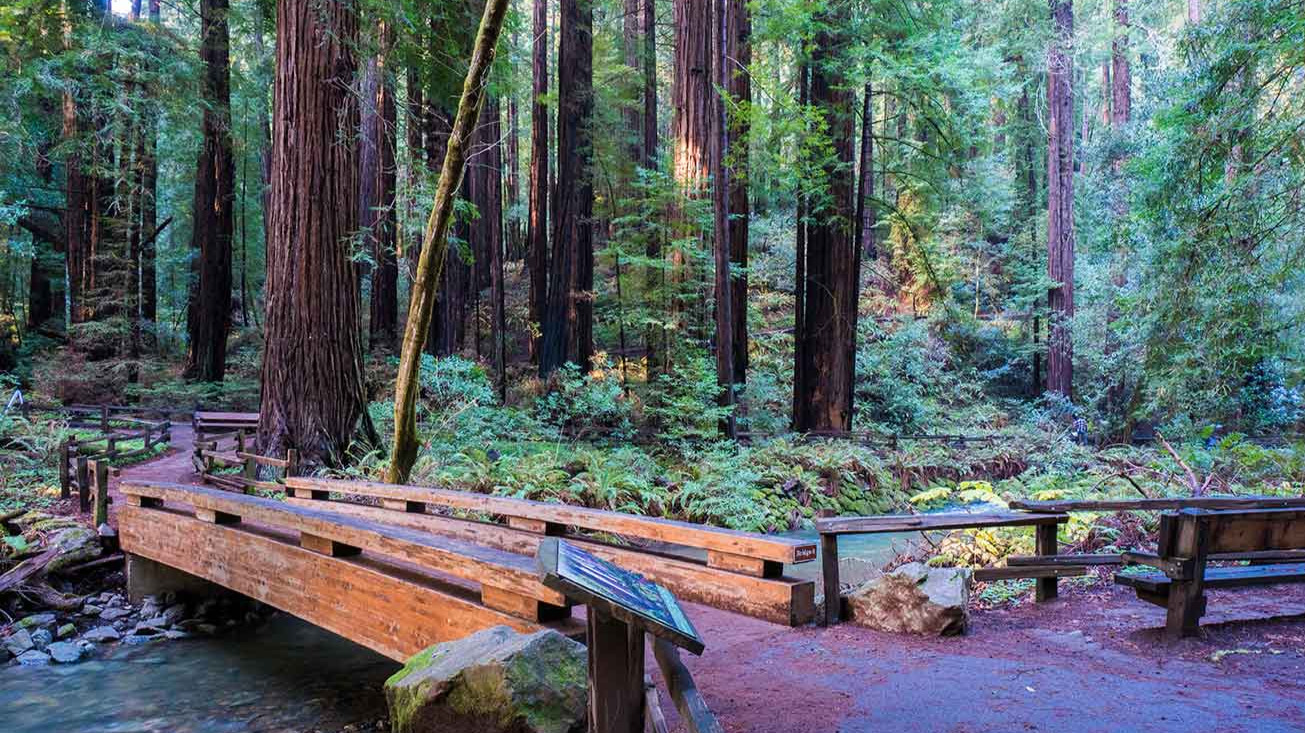 Bohemian Grove, secret presidential retreat.
