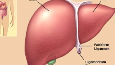 Human Liver