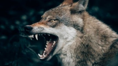 Wolf beast
