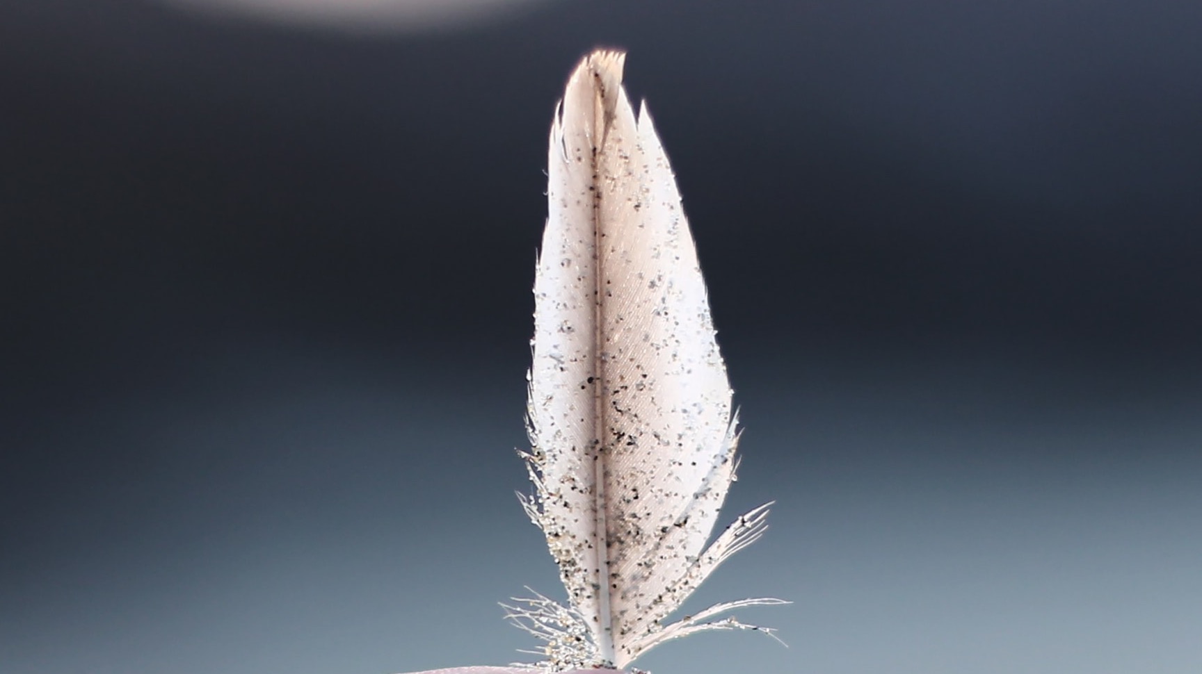 feather