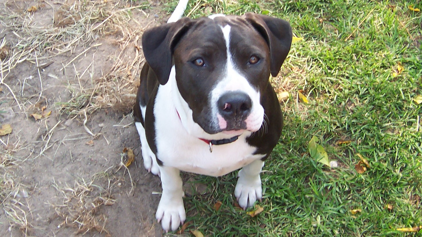 oreo my puppy unrelated