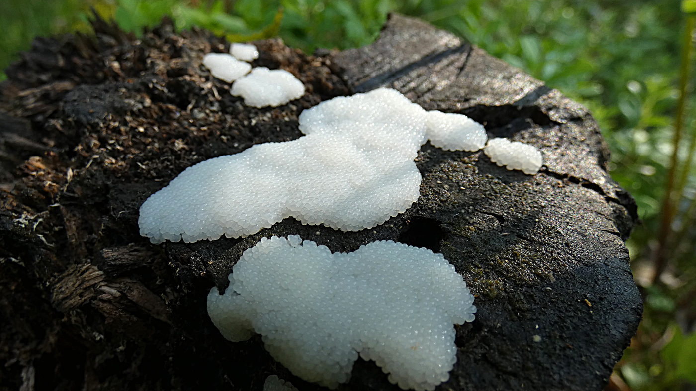 Mushrooms occurring in Europe Slimes (Myxomycota, Mycetozoa)
