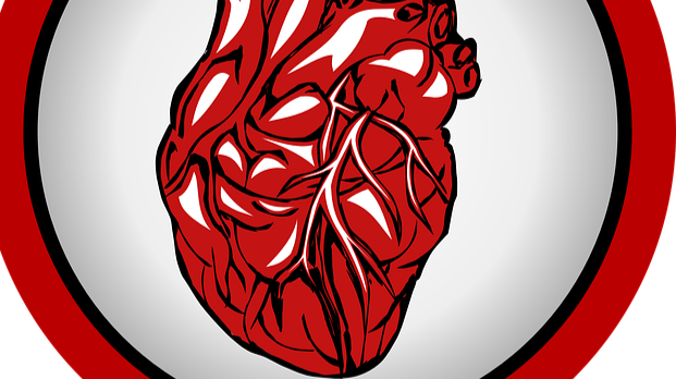 How does our cardiovascular system work?