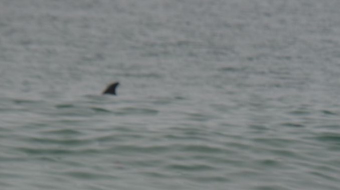 Fin