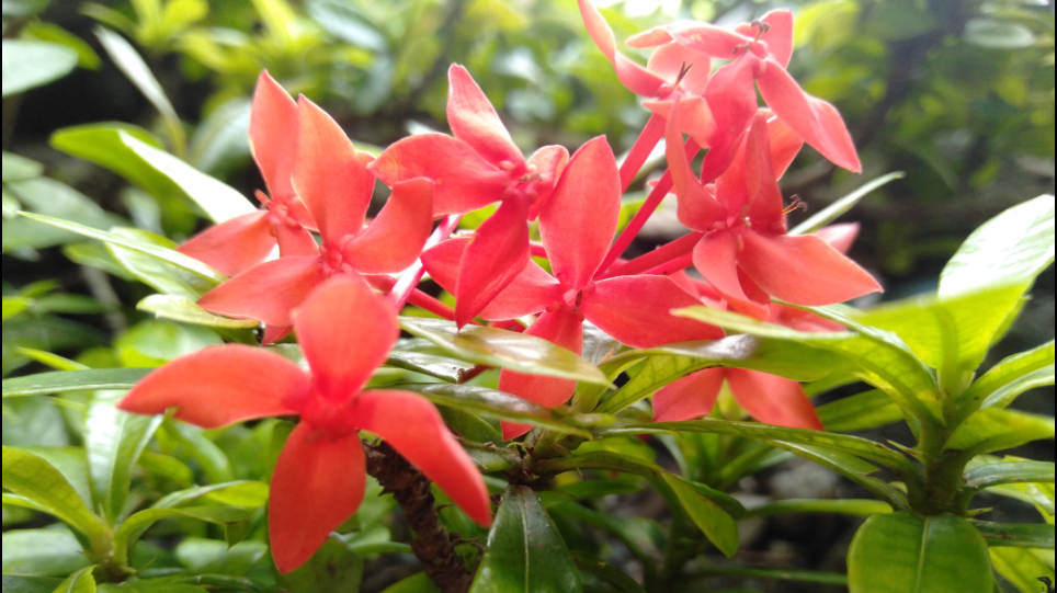 Beautiful Santan