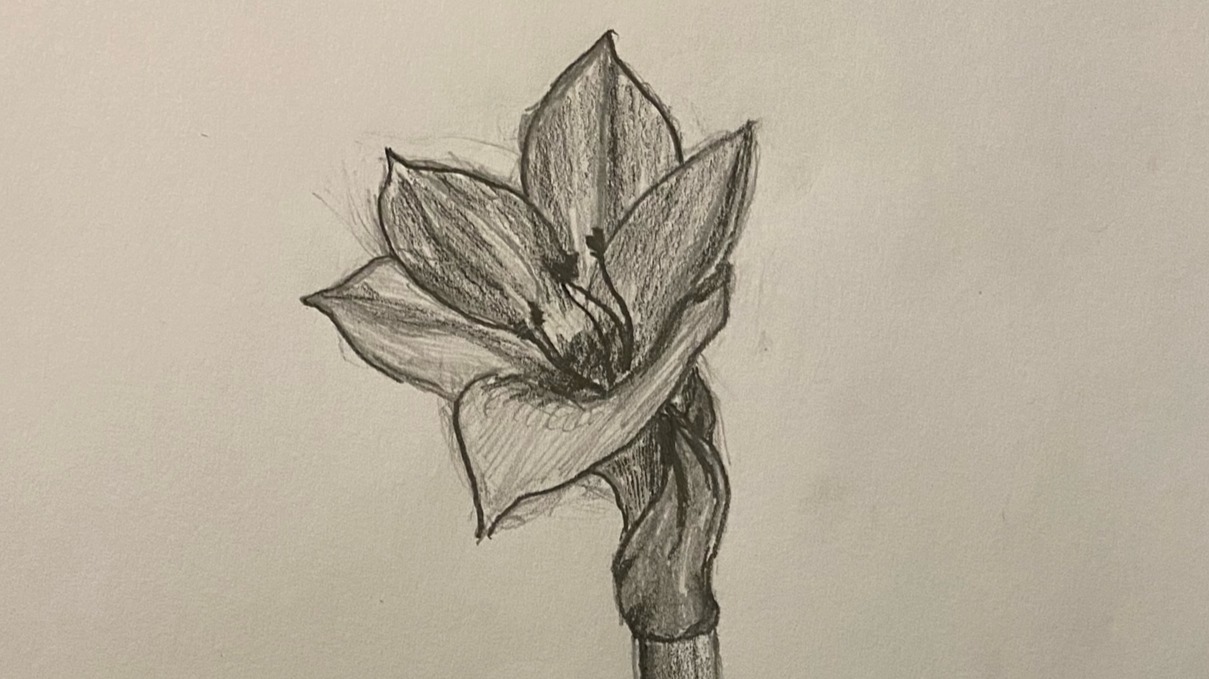 Amaryllis bloom - pencil sketch, cropped