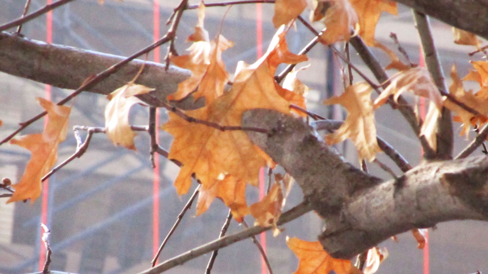 Autumn Leaves