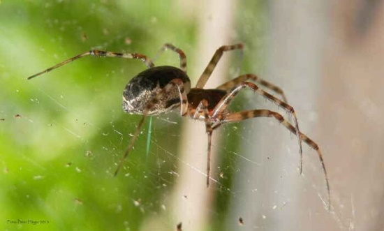 Me extraña que siendo araña no se sepa ya esa maña y hasta se caiga de