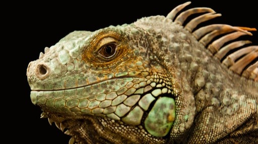 Do the reptiles control crypto?