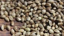 Organic Hemp seed