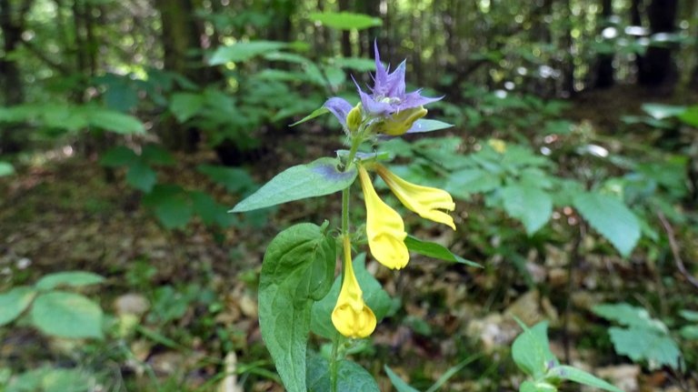 "Day and Night" (Pszeniec gajowy) - a plant for many ailments, helpful ...