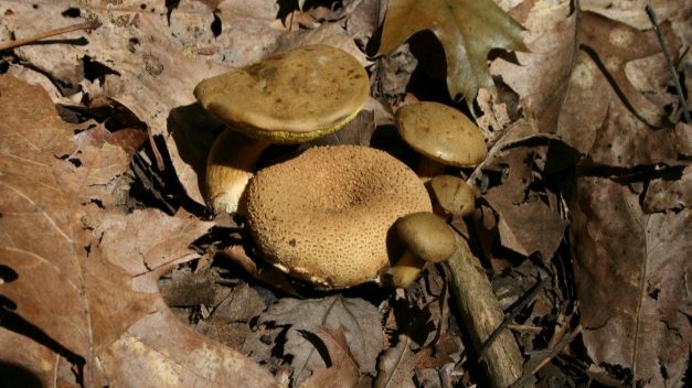 Documenting fungal finds from both the upper and lower peninsulas of the state of Michigan, USA