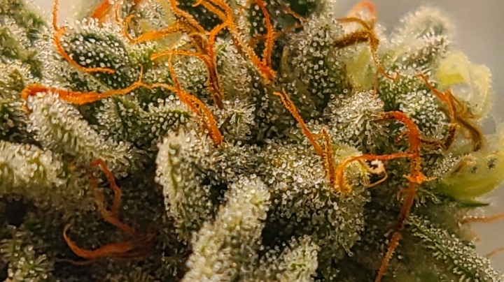 Close up of Stardawg flower