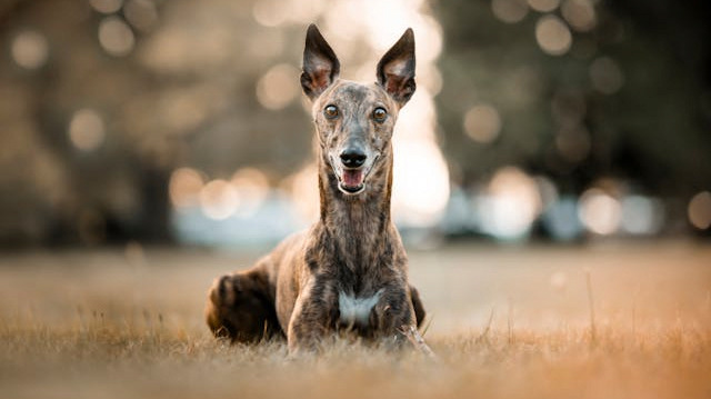 happy greyhound laying in a sunny park, by Majkel Berger on Pexels