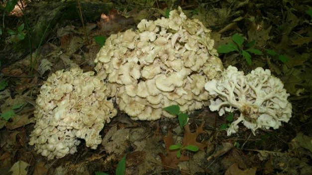 Documenting early summer edible and non-edible fungi found in Western Michigan, USA
