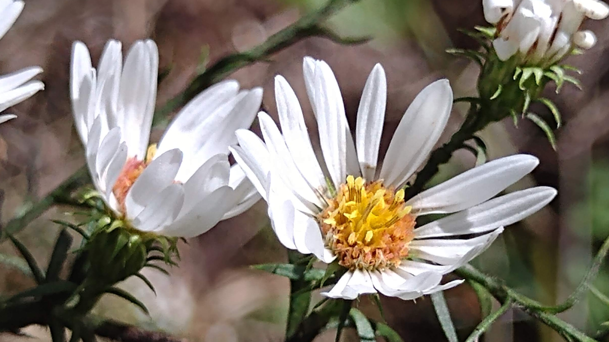 white flowers