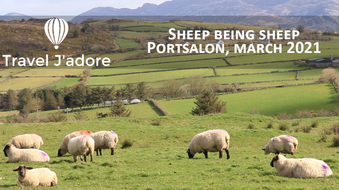 A bunch of sheep on green hills of Ireland