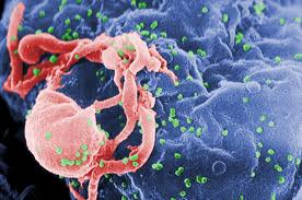 An HIV cell (the red one) attacking a human cell