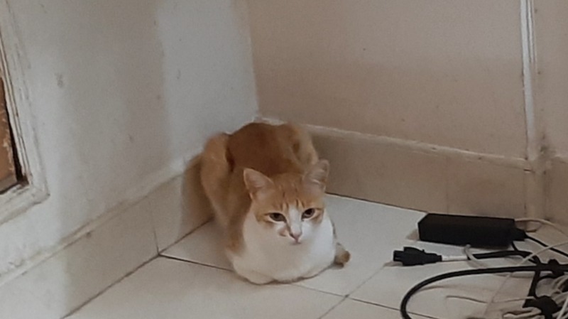 4 years of my dearest pet cat, Garu in my life