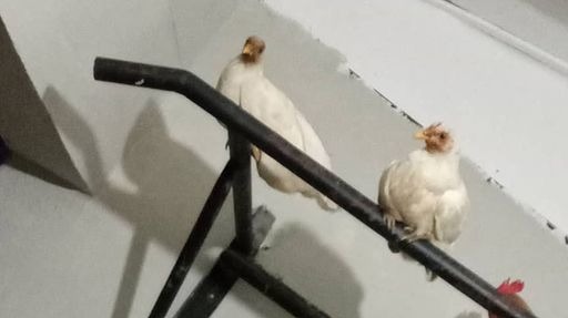 the chicken came first