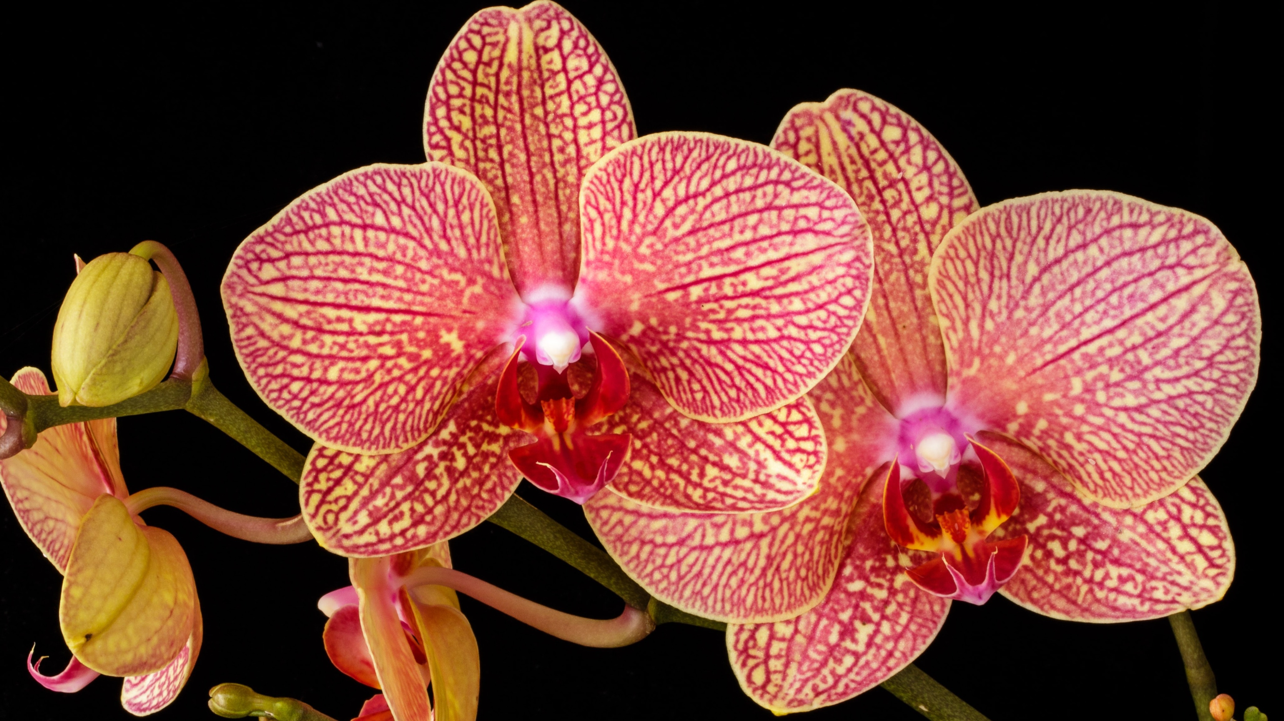orchids by John Wiesenfeld