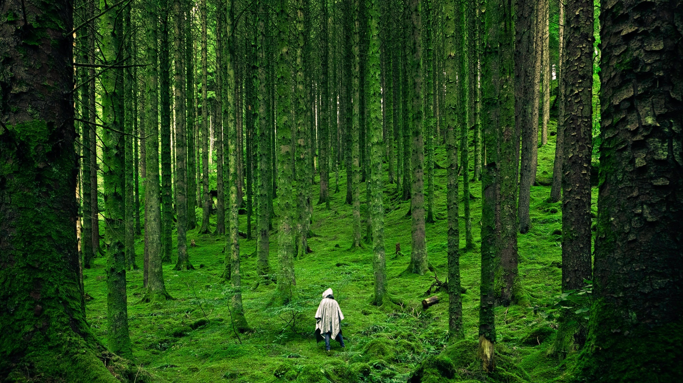растительные сообщества фитоценозы. лес в разных формах. лесное царство фото. кривой лес грыфино польша. Wood или forest.
