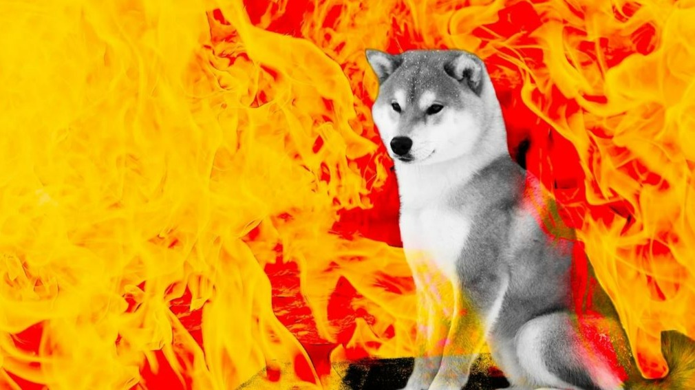 Shiba Inu - DailyCoin
