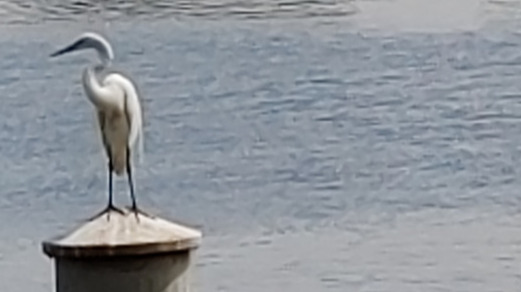 Bird waiting on a pole.