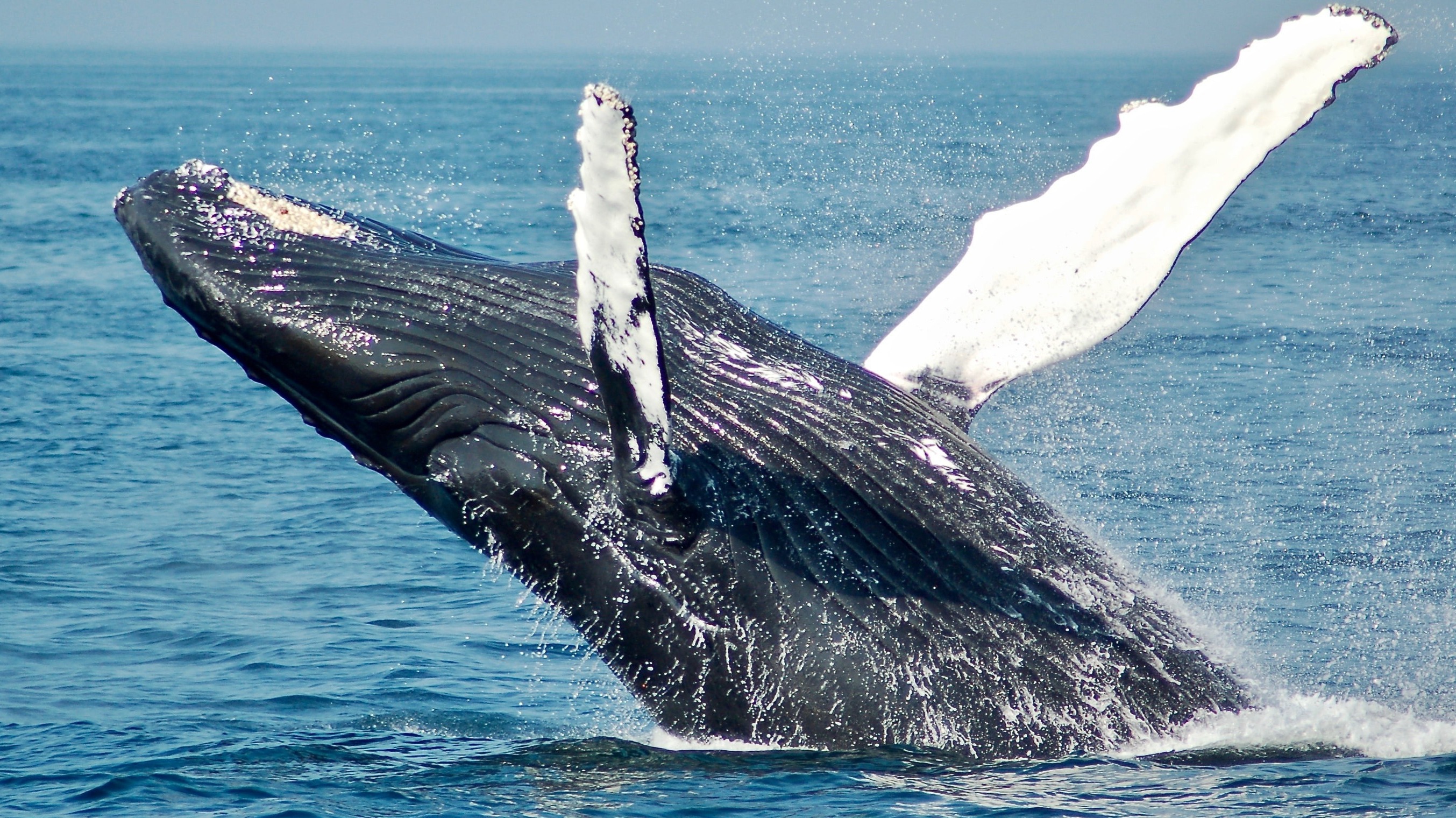 whale