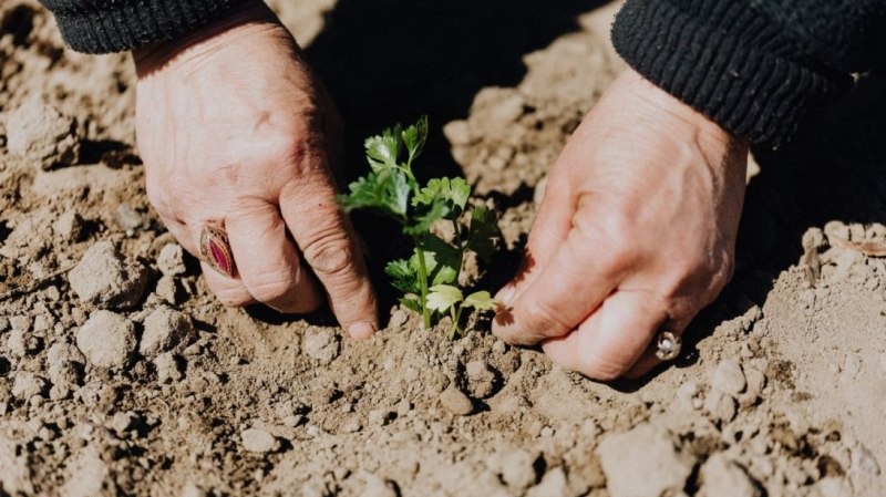 Working in the dirt.