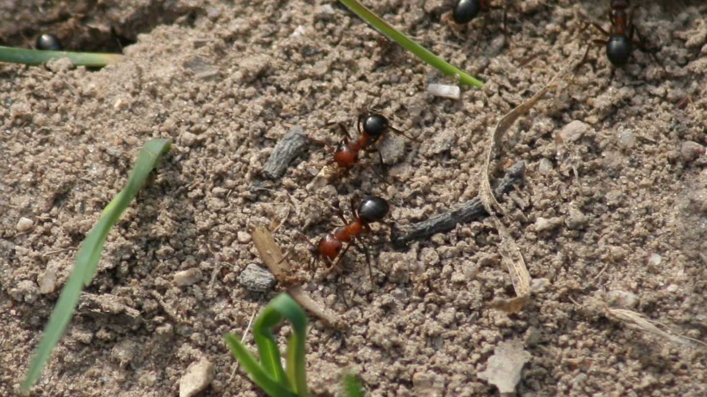 Allegheny Mound Ants (Formica exsectoides) Terraforming the Forest