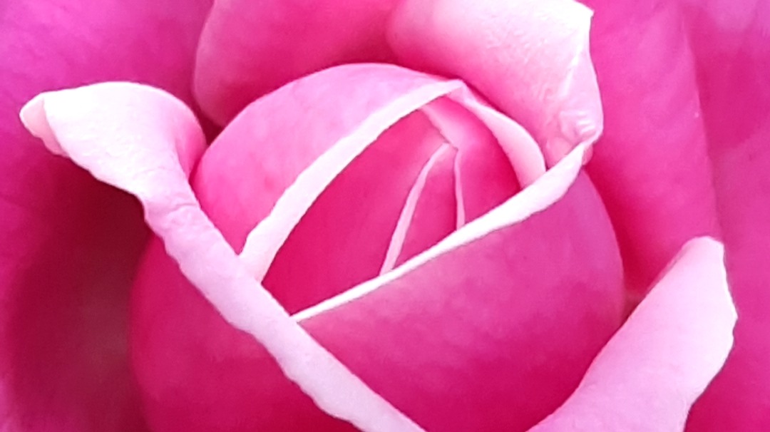 SOME PHOTOGRAPHY PROVED THAT WORLD IS SO BEAUTIFUL 20210101_165847.jpg  **** Today I share Some Flowers Photography of my sel