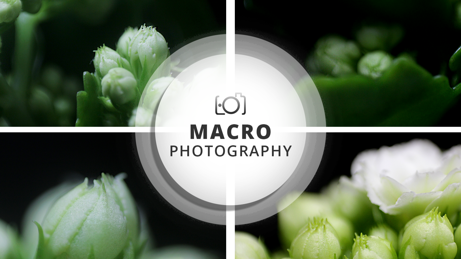 Macro Photography Session | Every moment matters ;)