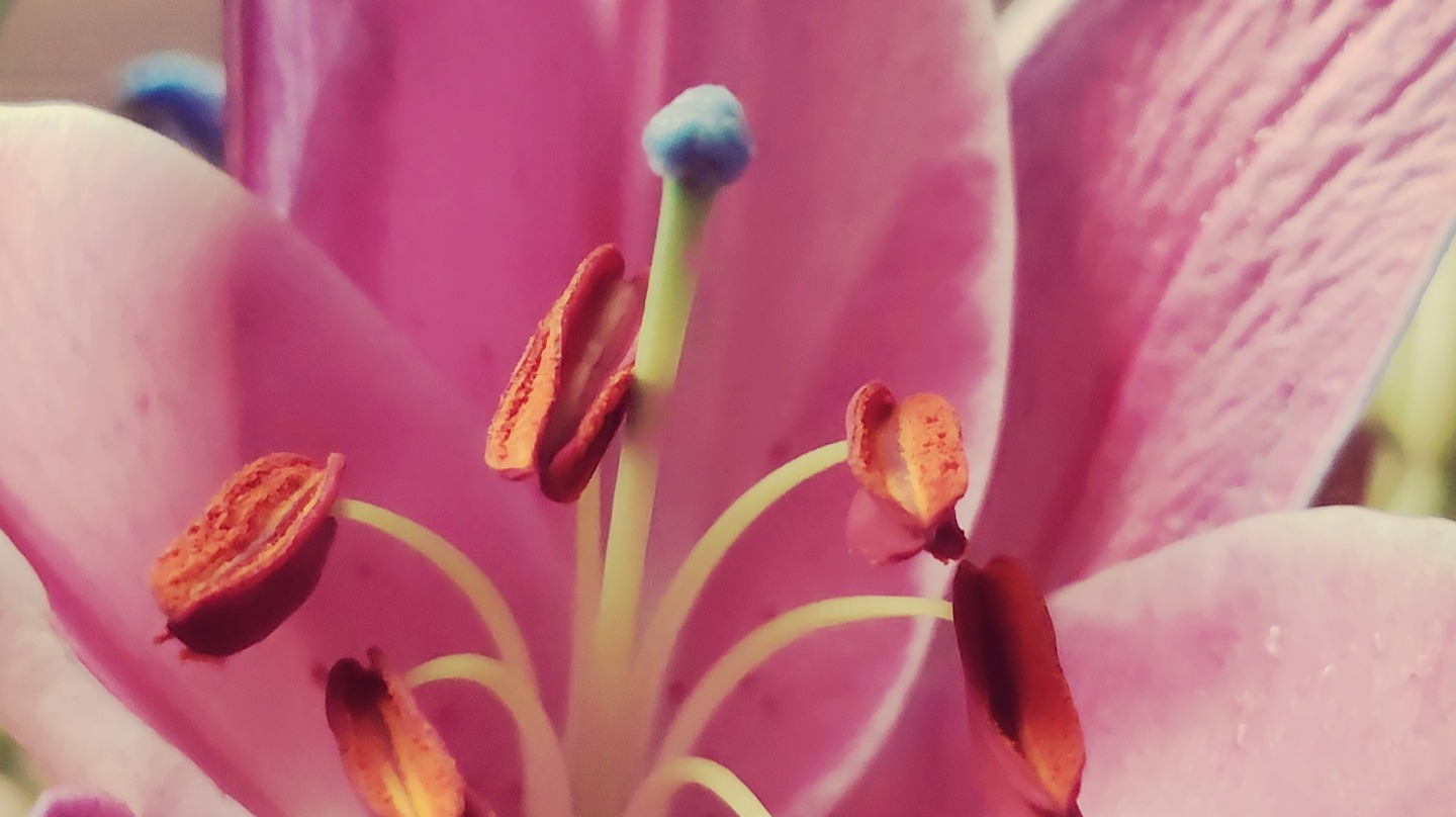 Macro photo of a pink lily.