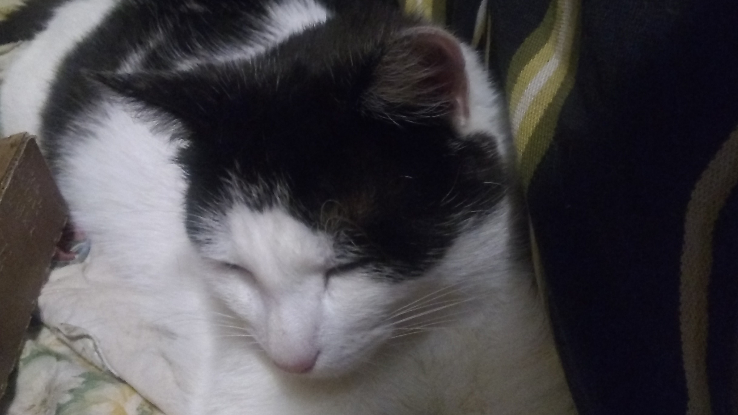 Thinking cat