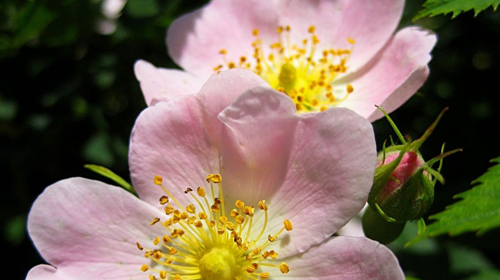 wild rose flowers