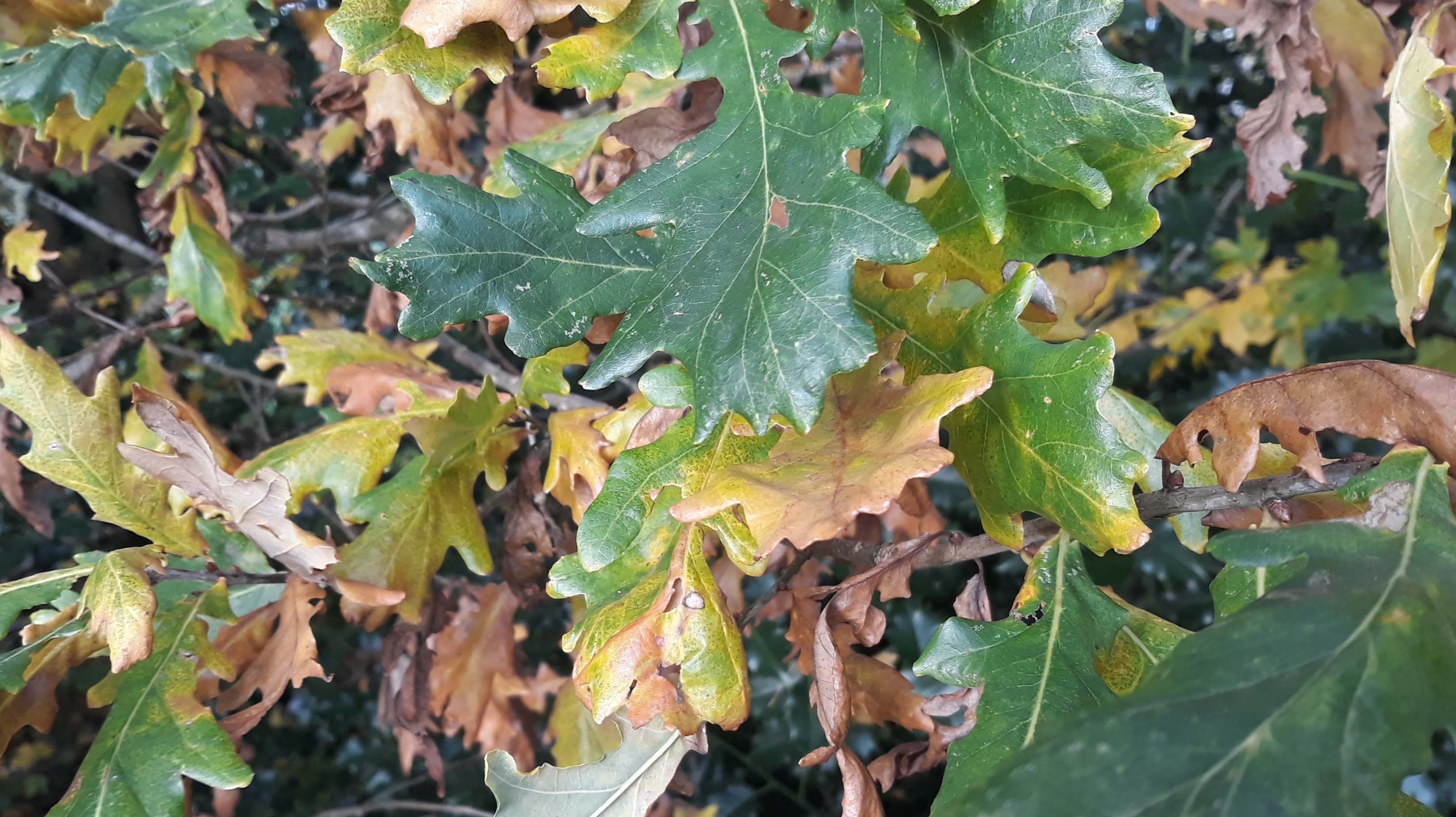 oak leaves in autumn