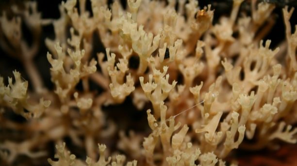 Documenting all things slimy found in the forest over the previous few days, including fungi, slime molds, and mollusks