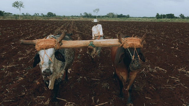 Man plowing a field using traditional methods