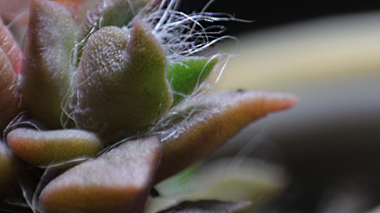 Session #2 Macro Photography | Rhino little tongues :P