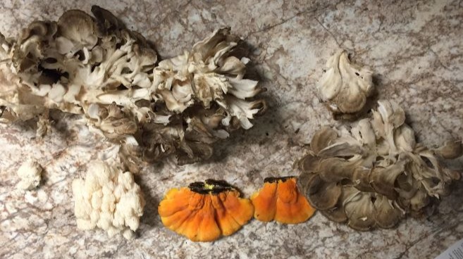 A short description of three edible fungal species: Chicken of the Woods, Hen of the Woods, and Bear's Head Tooth