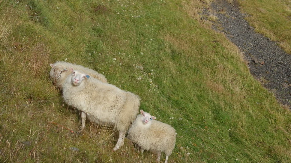 Sheep love to pose