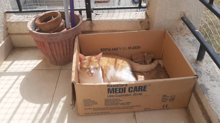 My BtcSolarCat Garu is all for Bitcoin mining done using renewable energy