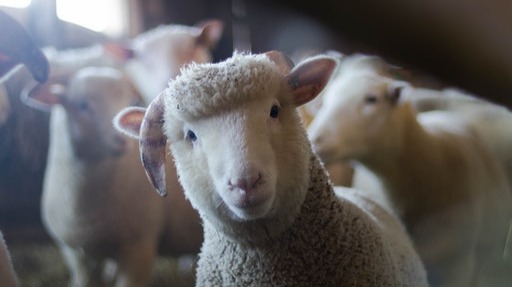 Sheep following useless crypto Youtube shills