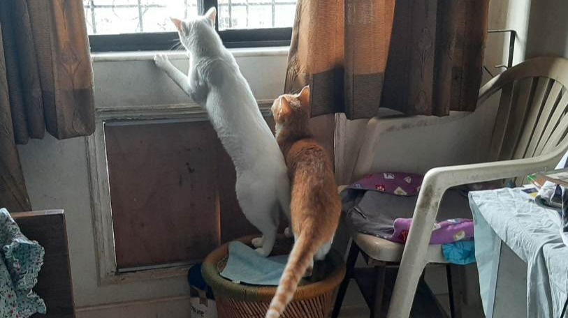 First Caturday hello of the brand new year from my cats!!