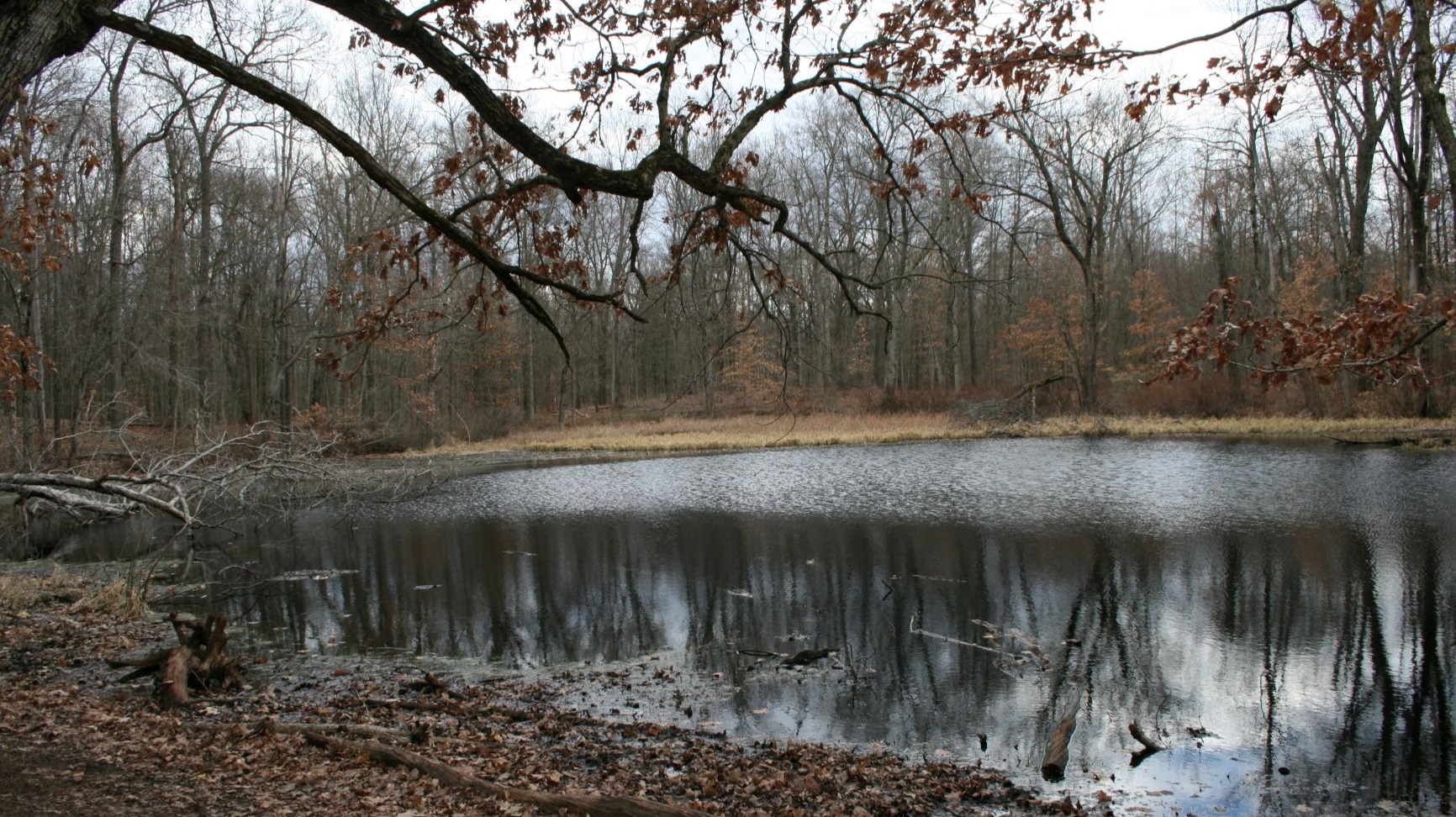 Documenting a walk through the woods and the fungal species I found along the way