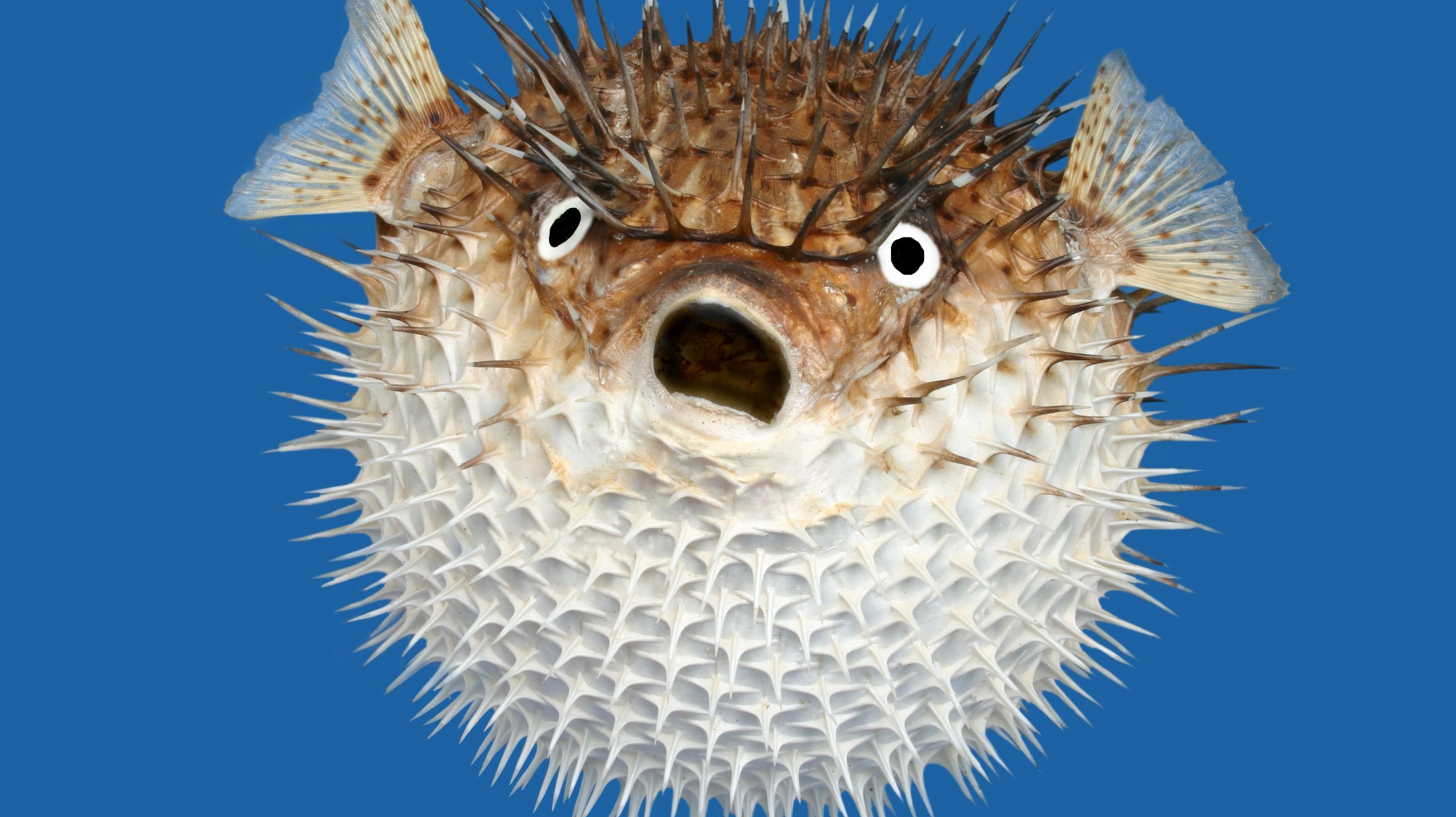 Fishhh