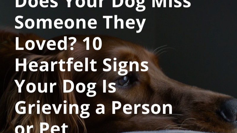 Does Your Dog Miss Someone They Loved? 10 Heartfelt Signs Your Dog Is Grieving a Person or Pet
