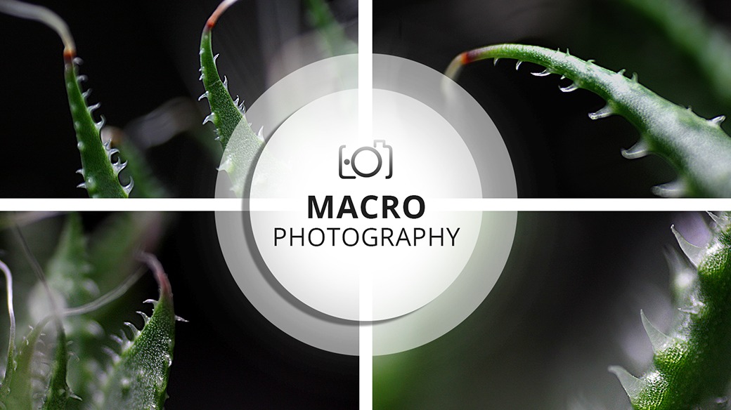 Macro Photography Session | Aloe Vera in Perspective